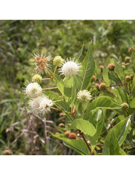Cephalanthus occidentalis Guzikowiec zachodni