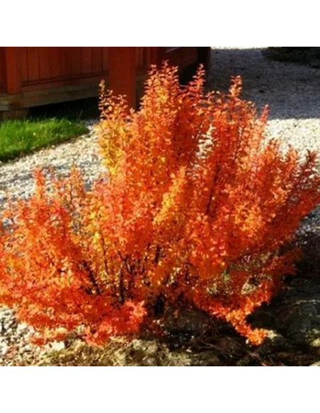 Berberys Thunberga Orange Rocket PBR Berberis thunbergii