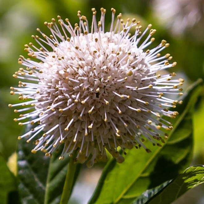 Guzikowiec zachodni Fiber Optics PBR Cephalanthus occidentalis