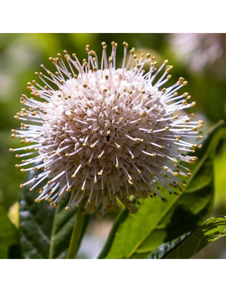 Guzikowiec zachodni Fiber Optics PBR Cephalanthus occidentalis