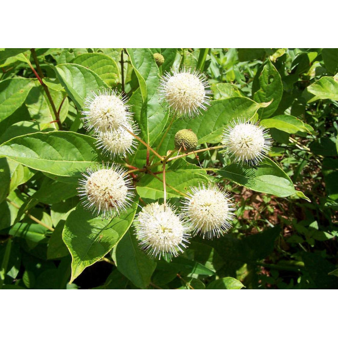 Cephalanthus occidentalis Guzikowiec zachodni Fiber Optics PBR