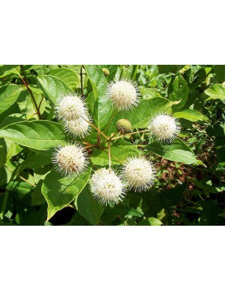 Cephalanthus occidentalis Guzikowiec zachodni Fiber Optics PBR