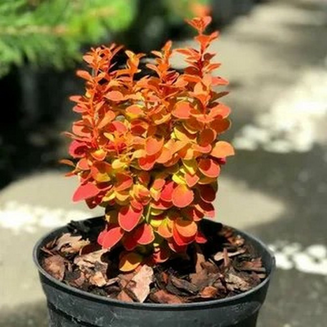 Berberys Thunberga Orange Ice PBR Berberis thunbergii