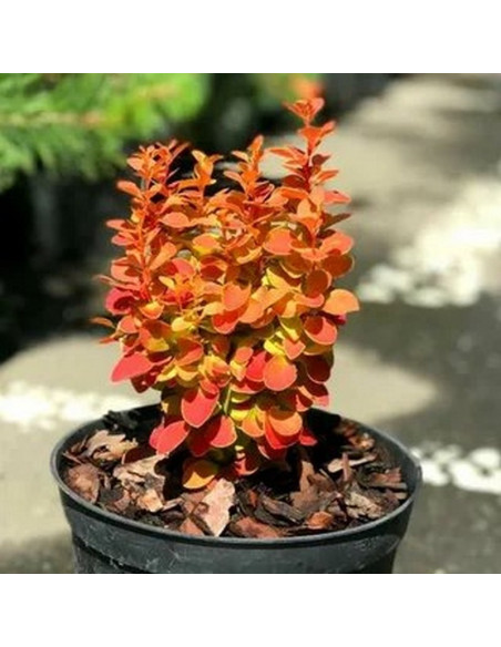 Berberys Thunberga Orange Ice PBR Berberis thunbergii