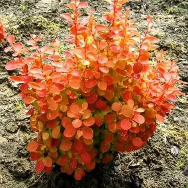Berberis thunbergii Berberys Thunberga Orange Ice PBR