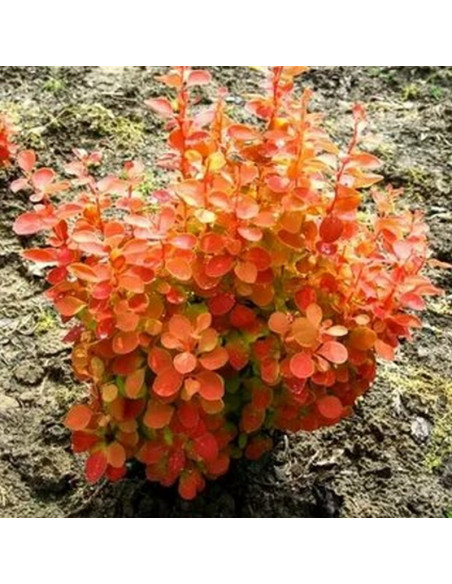 Berberis thunbergii Berberys Thunberga Orange Ice PBR