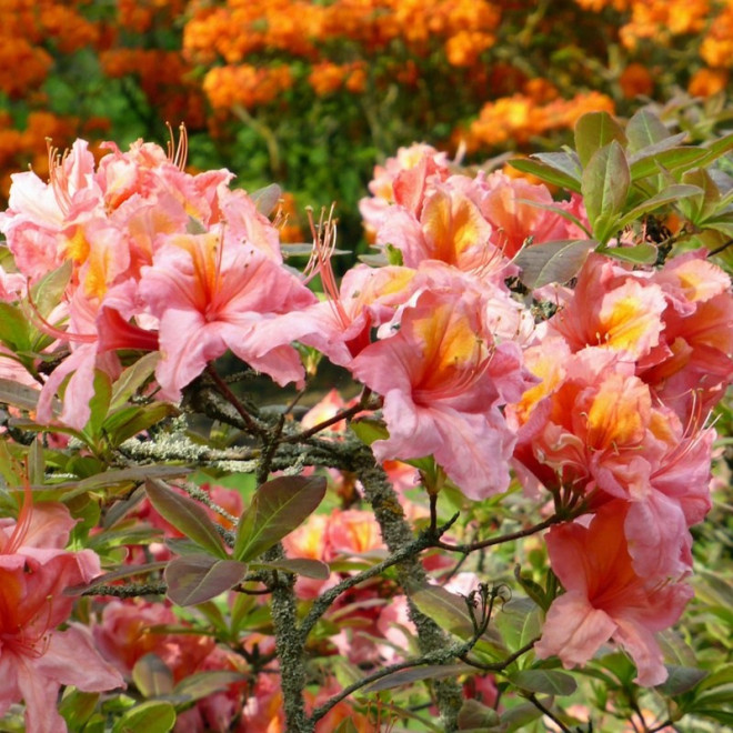 Azalia wielkokwiatowa Strawberry Ice Rhododendron