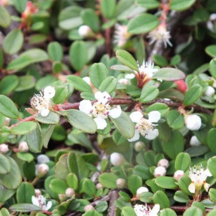 Irga płożąca Dammera Major Cotoneaster dammeri