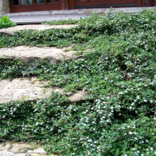 Irga płożąca Dammera Major Cotoneaster dammeri 2