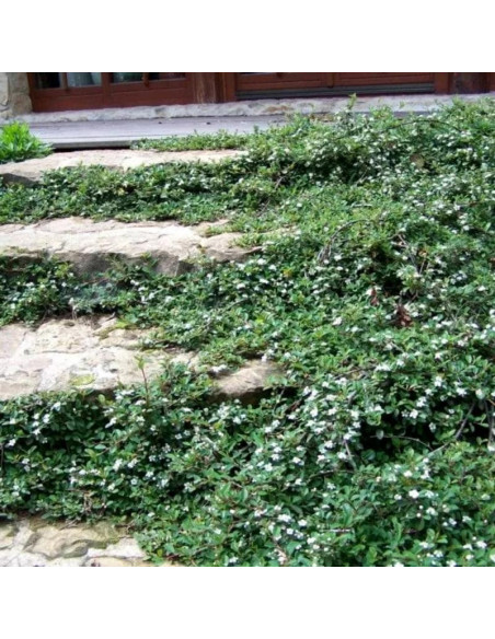 Dammera Major Irga płożąca Cotoneaster dammeri