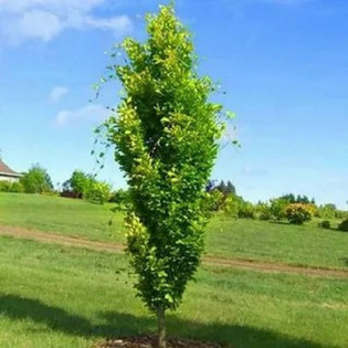 Fagus sylvatica Buk pospolity Dawyck Gold 2