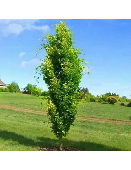 Buk pospolity Dawyck Gold Fagus sylvatica