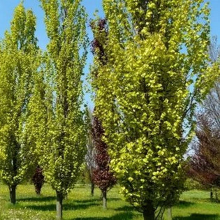 Fagus sylvatica Buk pospolity Dawyck Gold