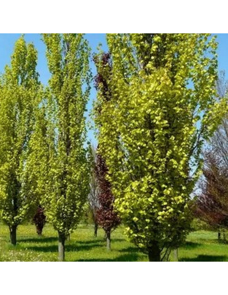 Fagus sylvatica Buk pospolity Dawyck Gold