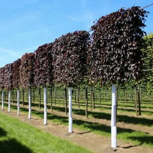 Fagus sylvatica Buk pospolity Atropunicea