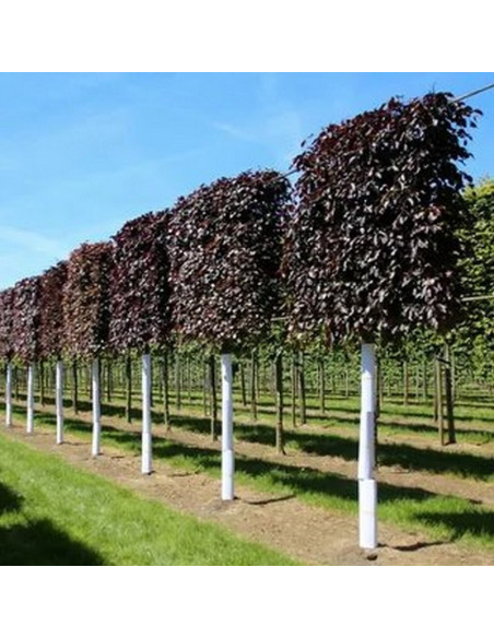 Fagus sylvatica Buk pospolity Atropunicea