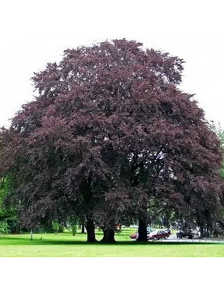 Buk pospolity Atropunicea Fagus sylvatica