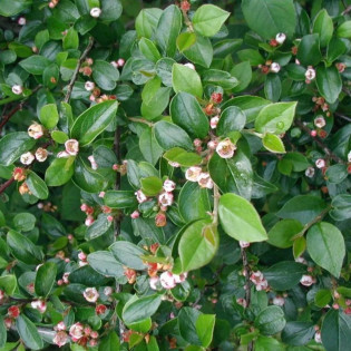 Cotoneaster lucidus Irga błyszcząca 2