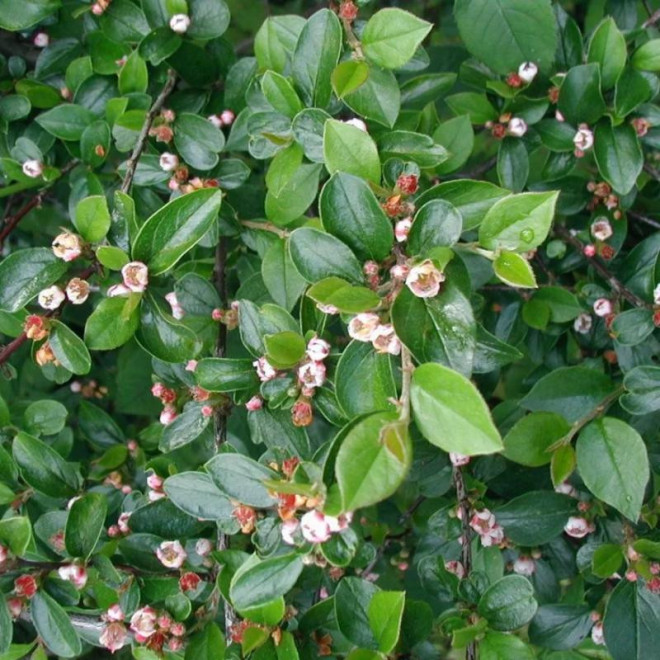 Irga błyszcząca Cotoneaster lucidus