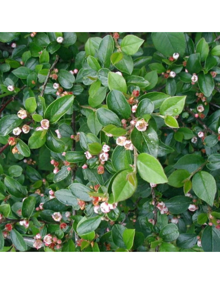 Irga błyszcząca Cotoneaster lucidus