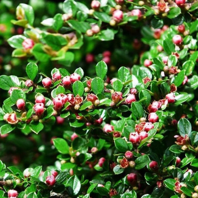 Cotoneaster lucidus Irga błyszcząca