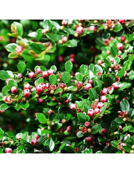 Cotoneaster lucidus Irga błyszcząca