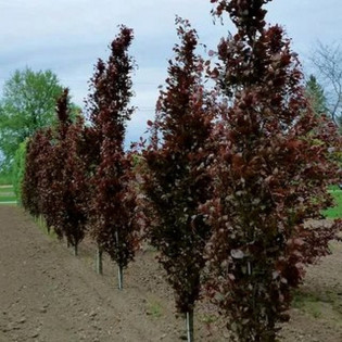 Fagus sylvatica Buk czerwony pospolity Dawyck Purple