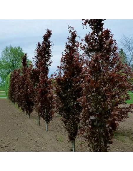 Fagus sylvatica Buk czerwony pospolity Dawyck Purple
