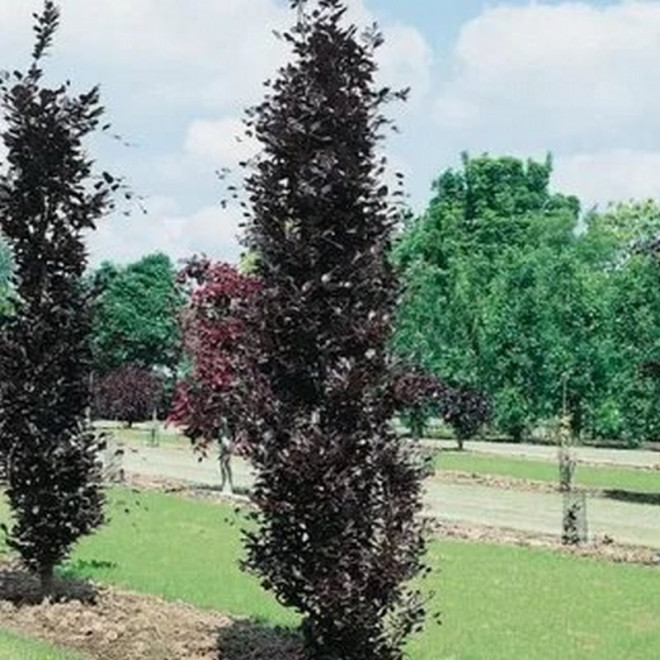 Buk czerwony pospolity Dawyck Purple Fagus sylvatica