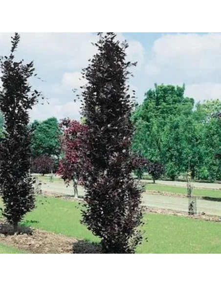 Buk czerwony pospolity Dawyck Purple Fagus sylvatica