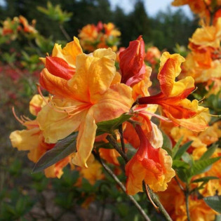 Azalia wielkokwiatowa Sunte Nectarine Rhododendron (Knaphill-Exbury)