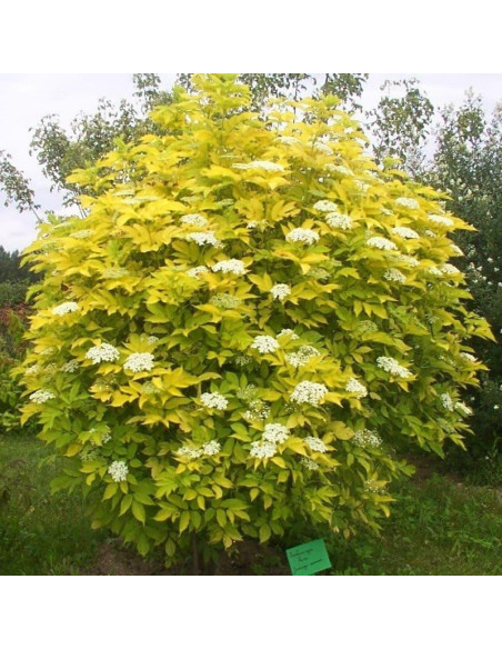 Bez czarny Aurea Sambucus nigra