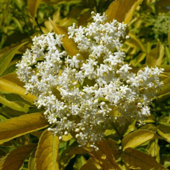 Sambucus nigra Bez czarny Aurea Sambucus nigra Bez czarny Aurea