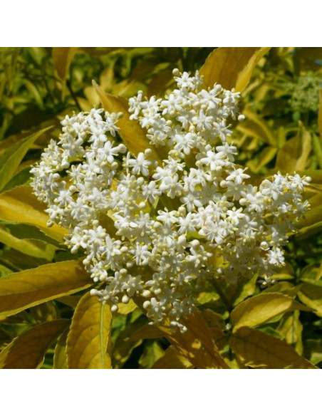 Sambucus nigra Bez czarny Aurea