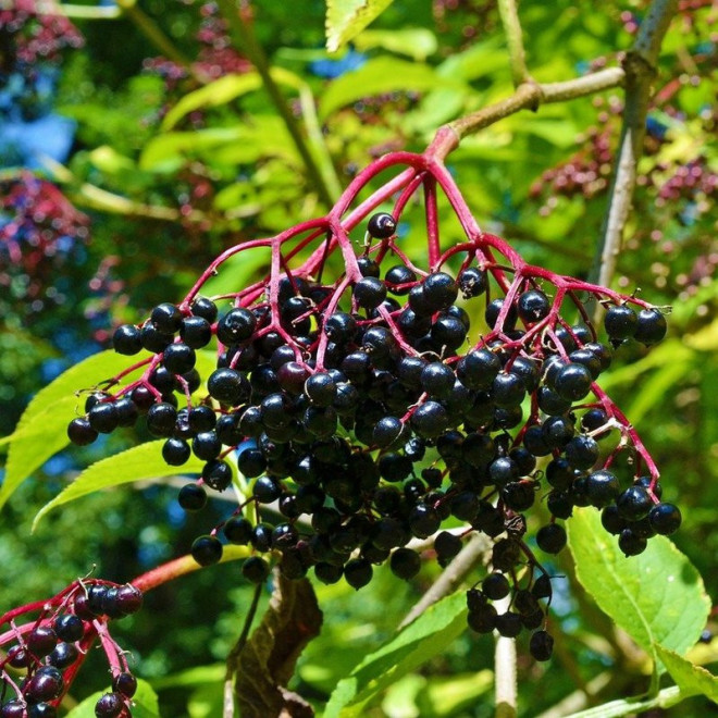 Aurea Bez czarny Sambucus nigra Aurea Bez czarny Sambucus nigra