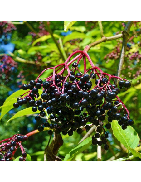 Aurea Bez czarny Sambucus nigra