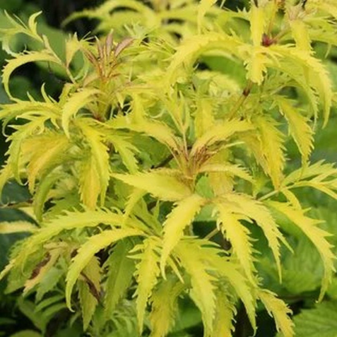 Bez koralowy Plumosa Aurea Sambucus racemosa