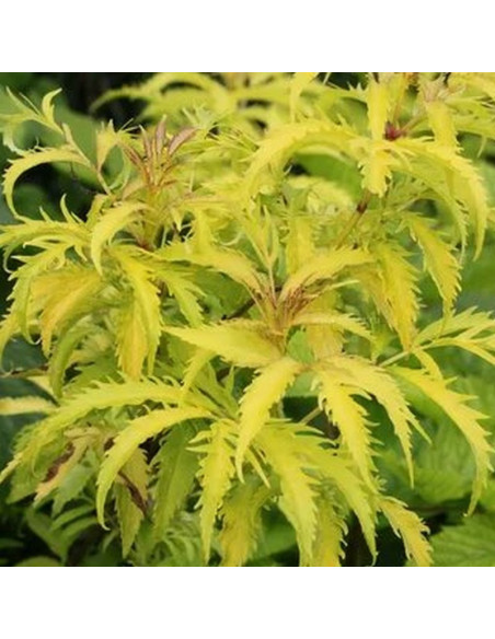 Bez koralowy Plumosa Aurea Sambucus racemosa