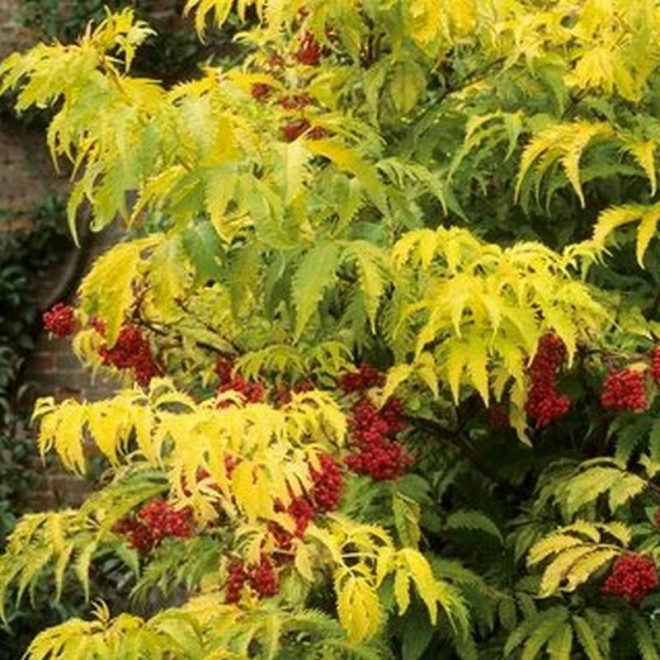 Sambucus racemosa Bez koralowy Plumosa Aurea