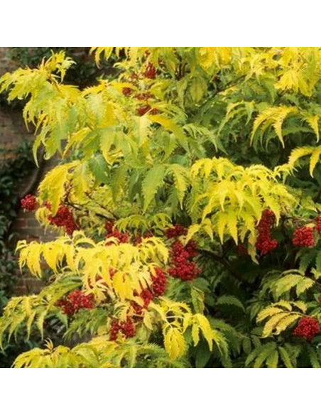 Sambucus racemosa Bez koralowy Plumosa Aurea
