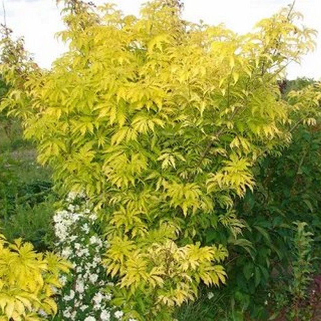 Sambucus nigra Bez kolumnowy Golden Tower PBR