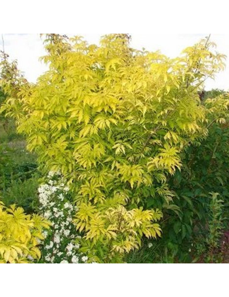 Sambucus nigra Bez kolumnowy Golden Tower PBR