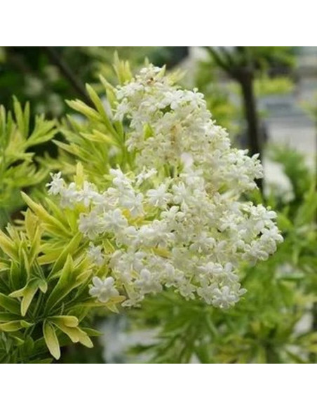 Bez kolumnowy Golden Tower PBR Sambucus nigra