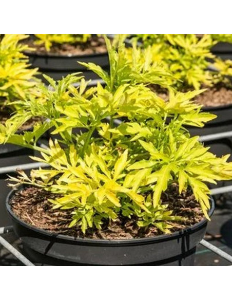 Bez kolumnowy Golden Tower PBR Sambucus nigra