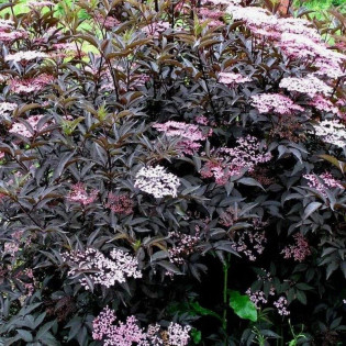Black Beauty Gerda PBR Bez czarny Sambucus nigra 2