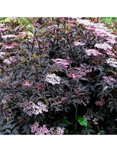 Bez czarny Black Beauty Gerda PBR Sambucus nigra