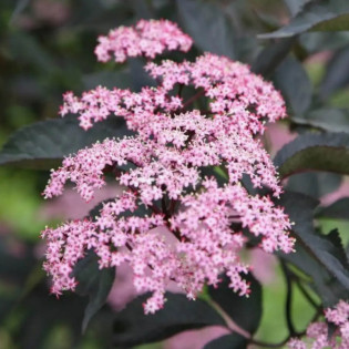 Black Beauty Gerda PBR Bez czarny Sambucus nigra