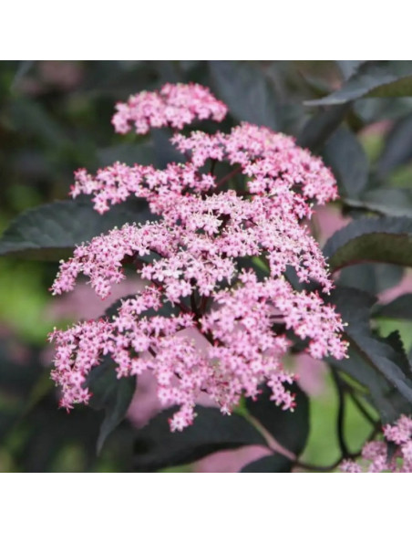 Black Beauty Gerda PBR Bez czarny Sambucus nigra