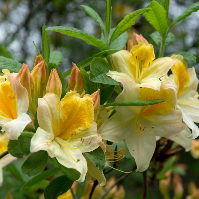 Azalia wielkokwiatowa Toucan Rhododendron (Knaphill-Exbury)