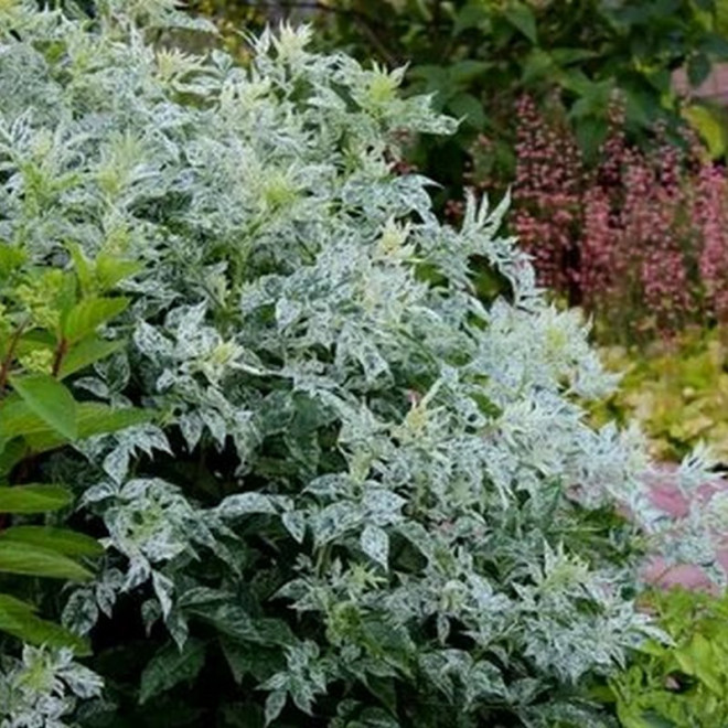 Sambucus nigra Bez czarny Pulverulenta